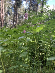 Impatiens glandulifera