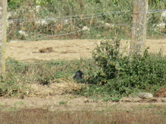 Corvus monedula spermologus