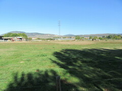 Corvus monedula spermologus