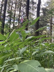Impatiens glandulifera