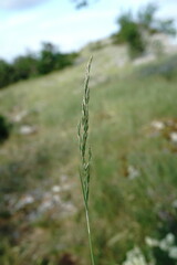 Poa sterilis