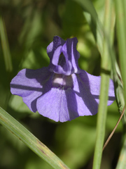 Mimulus ringens
