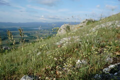 Rumia crithmifolia
