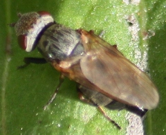 Tetanops