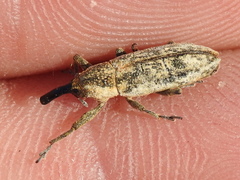 Lixus scrobicollis