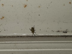 Diabrotica undecimpunctata