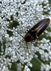 Megapenthes limbalis