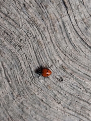 Hippodamia convergens