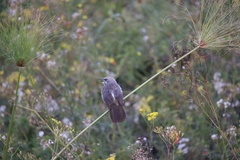 Turdoides hartlaubii