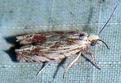 Eucosma olivaceana