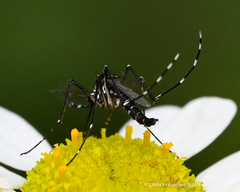 Aedes albopictus