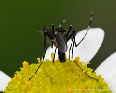 Aedes albopictus
