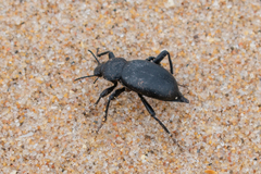 Blaps lusitanica