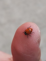 Hippodamia convergens