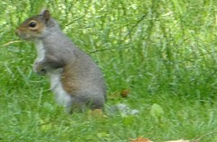 Sciurus carolinensis