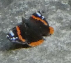 Vanessa atalanta