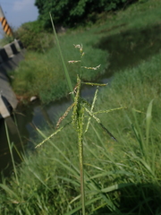 Eriochloa procera