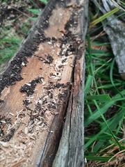 Camponotus ligniperda