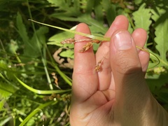 Carex davisii
