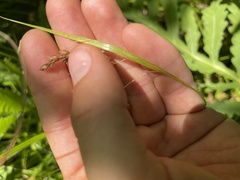 Carex davisii