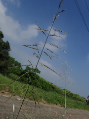 Eriochloa procera