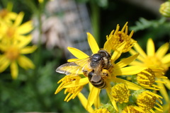 Andrena denticulata