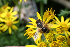 Andrena denticulata