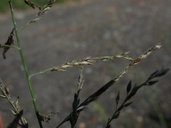 Eriochloa procera