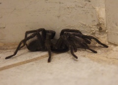 Chaetopelma olivaceum