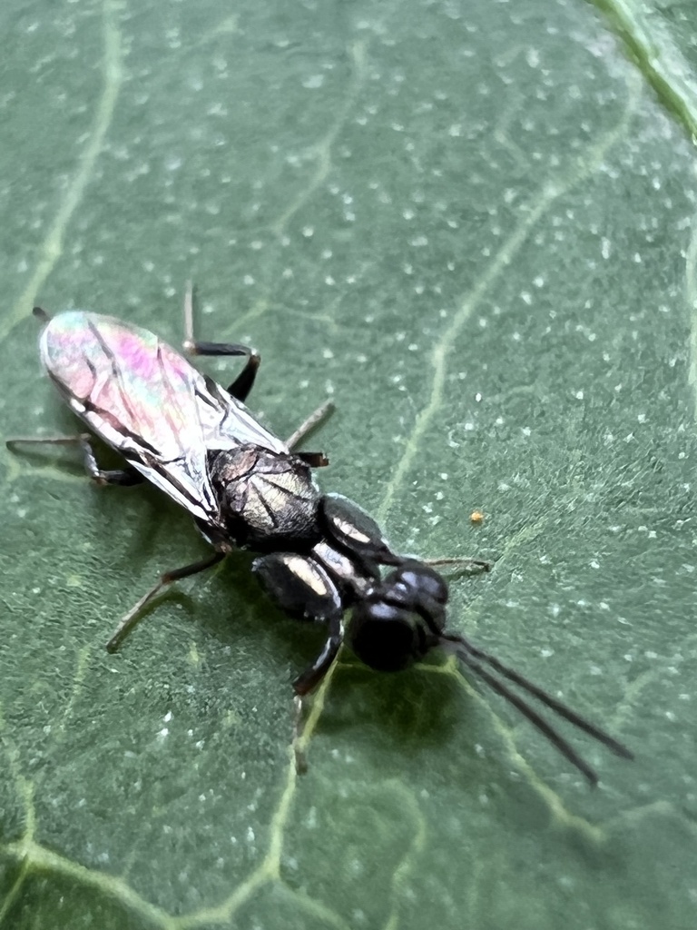 Oodera formosa