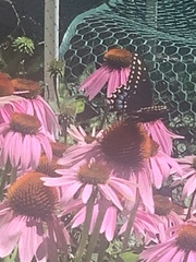 Papilio polyxenes