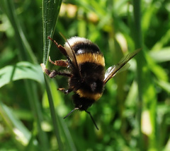 Bombus terrestris
