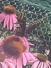 Papilio polyxenes