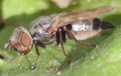 Tetanops