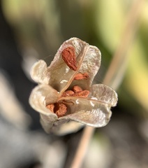 Erythronium pusaterii