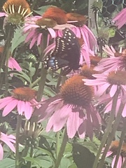 Papilio polyxenes
