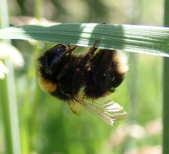 Bombus terrestris
