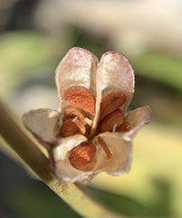 Erythronium pusaterii