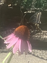 Papilio polyxenes