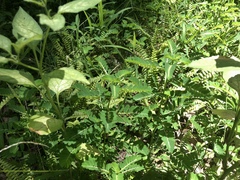 Phyllanthus urinaria hookeri