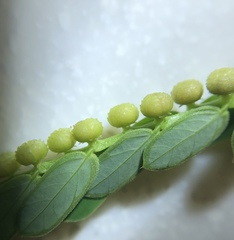 Phyllanthus urinaria hookeri