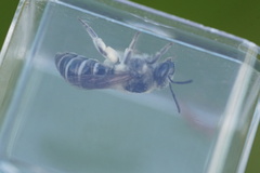 (c) Matt Pelikan, some rights reserved (CC BY-NC), uploaded by Matt Pelikan