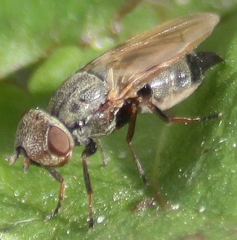 Tetanops