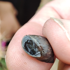 Bulimulus guadalupensis