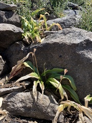 Erythronium pusaterii