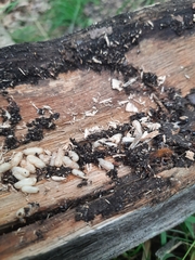 Camponotus ligniperda