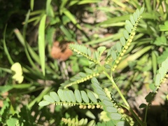 Phyllanthus urinaria hookeri