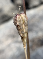Erythronium pusaterii
