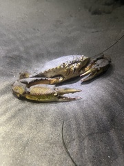 Callinectes bellicosus