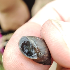 Bulimulus guadalupensis